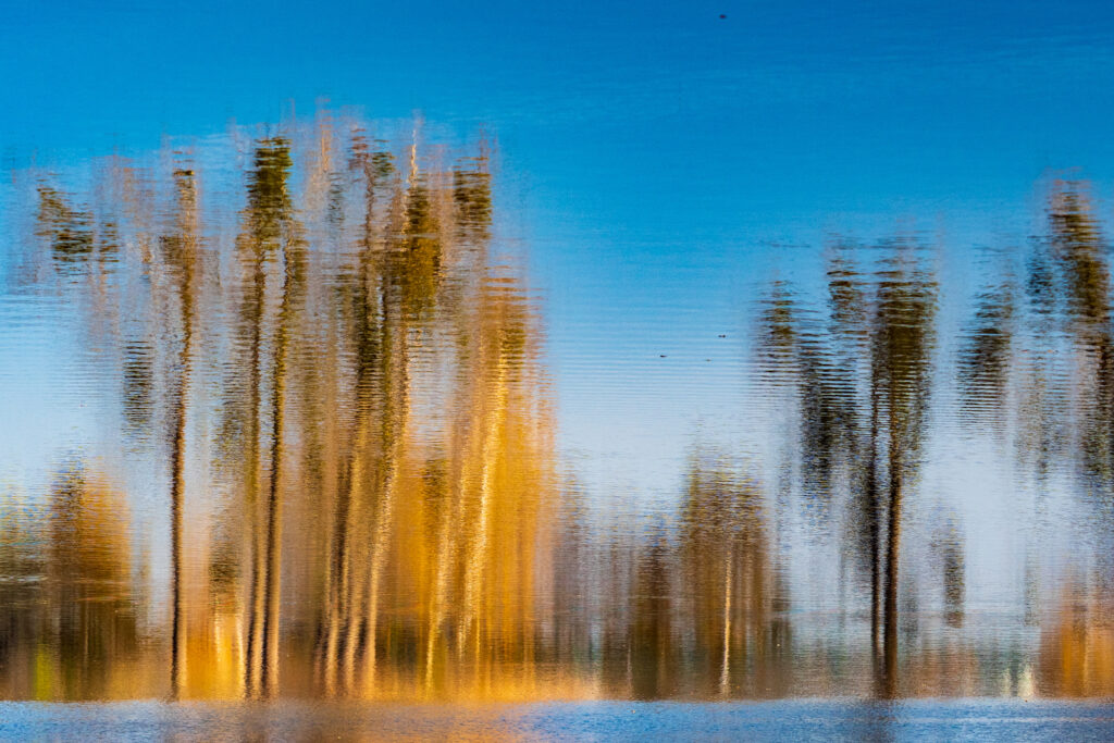 Abstrakcyjna fotografia ICM przedstawiająca rozświetlone drzewa na tle błękitnego nieba – ZakJar Fine Art Photography